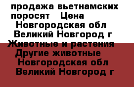 продажа вьетнамских поросят › Цена ­ 2 500 - Новгородская обл., Великий Новгород г. Животные и растения » Другие животные   . Новгородская обл.,Великий Новгород г.